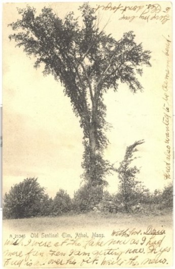 Old postcard showing Sentinel Elm in Athol, Mass.